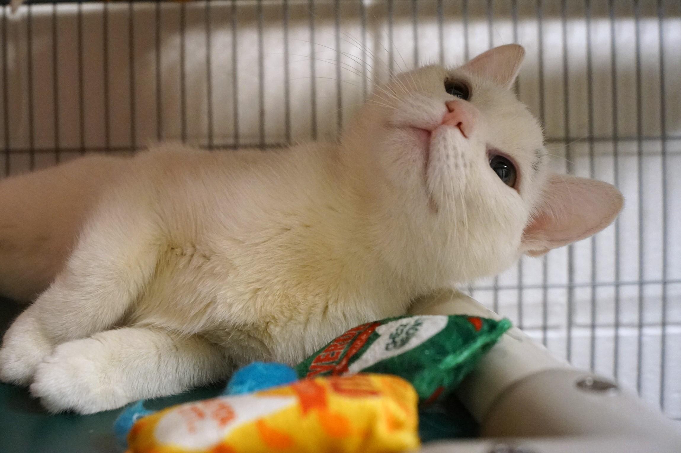 Oven Mitt thumbnail 7