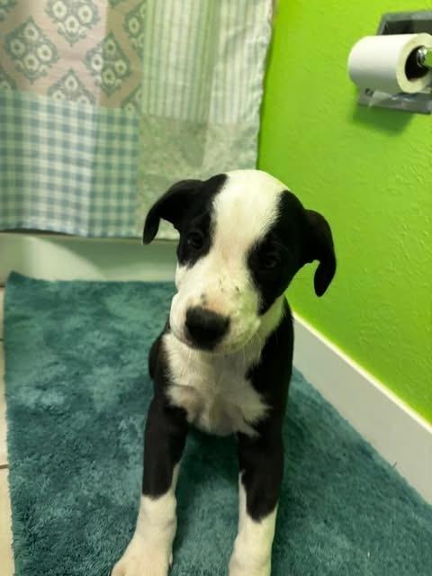 Enlarge Mr Roboto, a Adoptable mixed breed in Colorado Springs, CO image 1/6