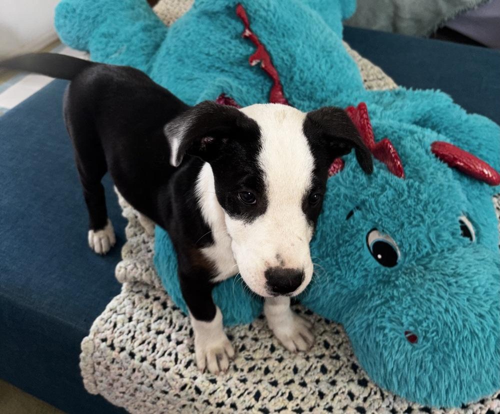 Enlarge Mr Roboto, a Adoptable mixed breed in Colorado Springs, CO image 2/6