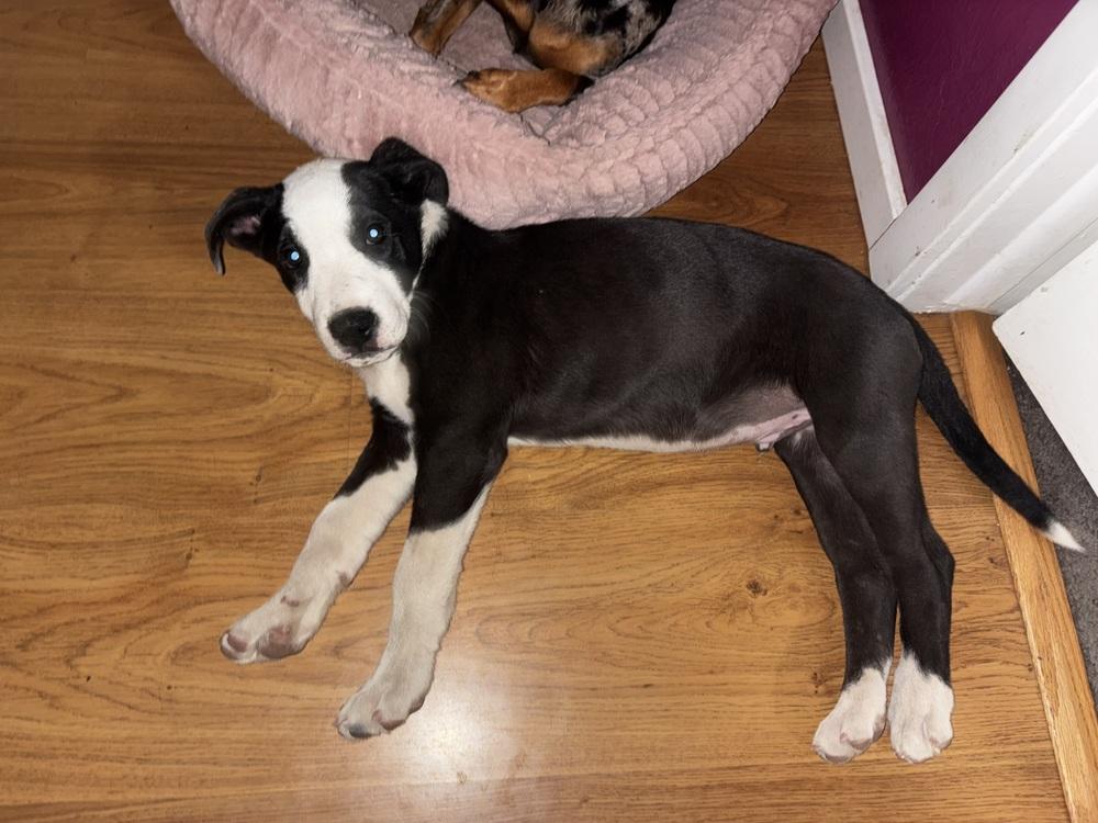 Enlarge Mr Roboto, a Adoptable mixed breed in Colorado Springs, CO image 3/6