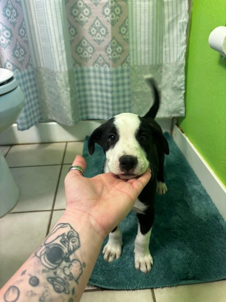 Enlarge Mr Roboto, a Adoptable mixed breed in Colorado Springs, CO image 5/6