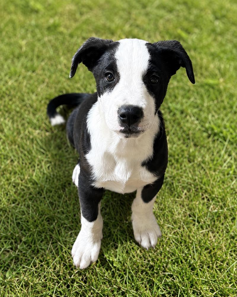 Enlarge Mr Roboto, a Adoptable mixed breed in Colorado Springs, CO image 6/6