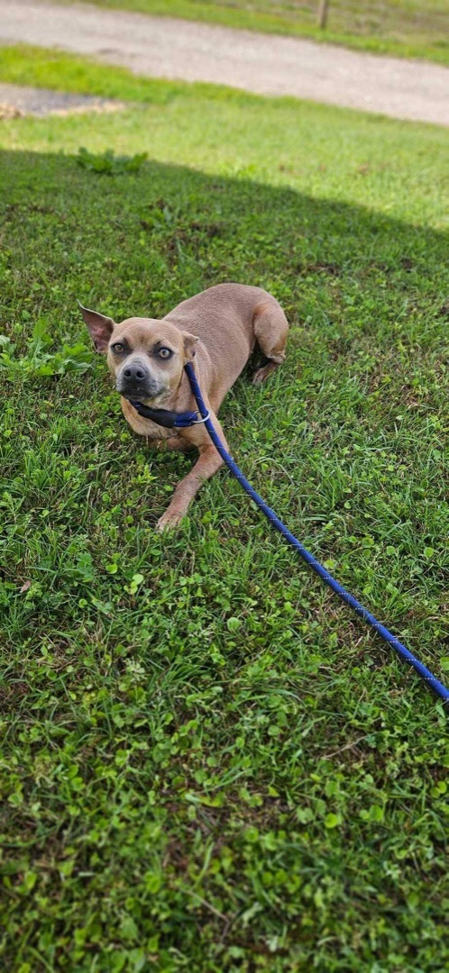 Chipper, Adopted, Young Male Chihuahua.