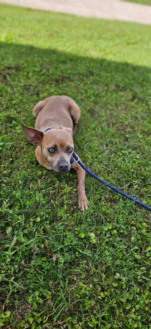 Chipper, a Adopted mixed breed in Chipley, FL image 2/3