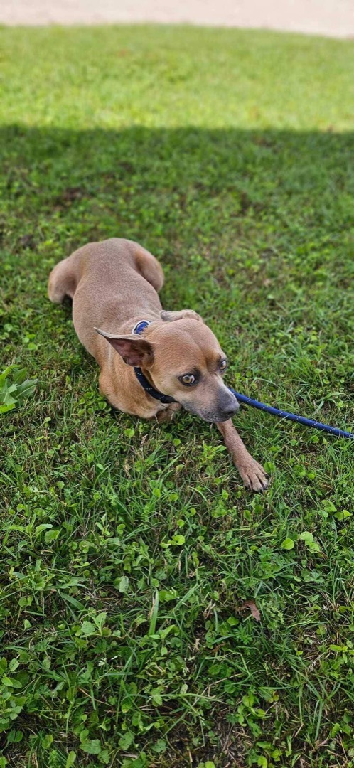Chipper, a Adopted mixed breed in Chipley, FL image 3/3