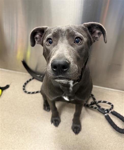 MISSY, Adoptable, Young Female Pit Bull Terrier.