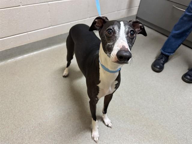 DOMINO, Adoptable, Adult Male Whippet.