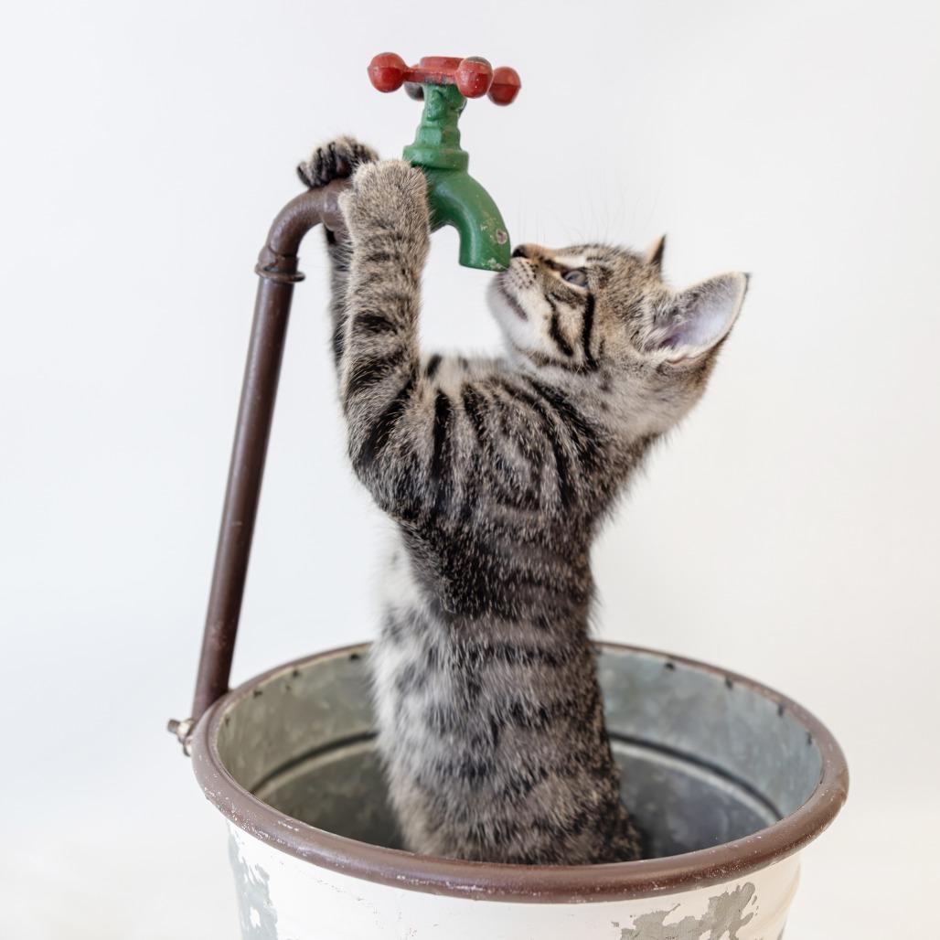 Presley, Adoptable, Kitten Male Domestic Short Hair.