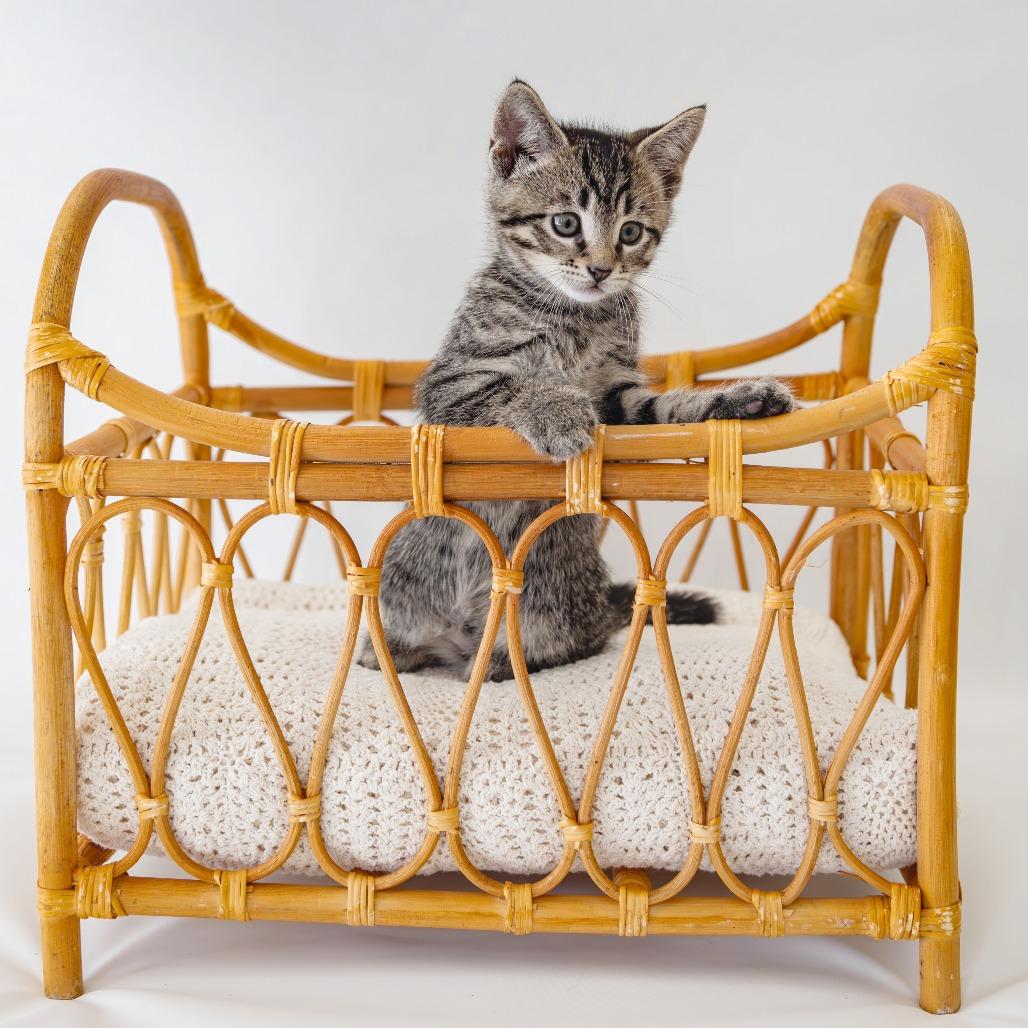 Enlarge Presley, a Adoptable Domestic Short Hair in Glenfield, NY image 2/3