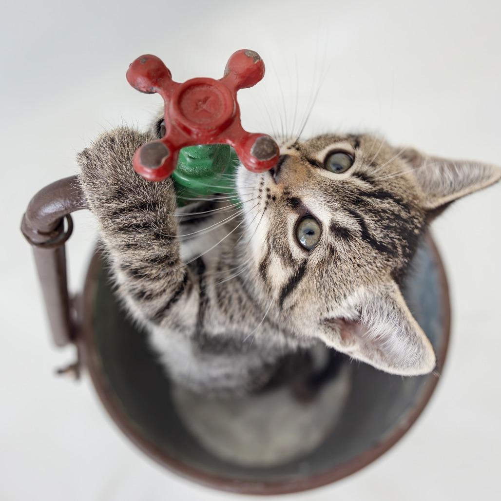 Enlarge Presley, a Adoptable Domestic Short Hair in Glenfield, NY image 3/3