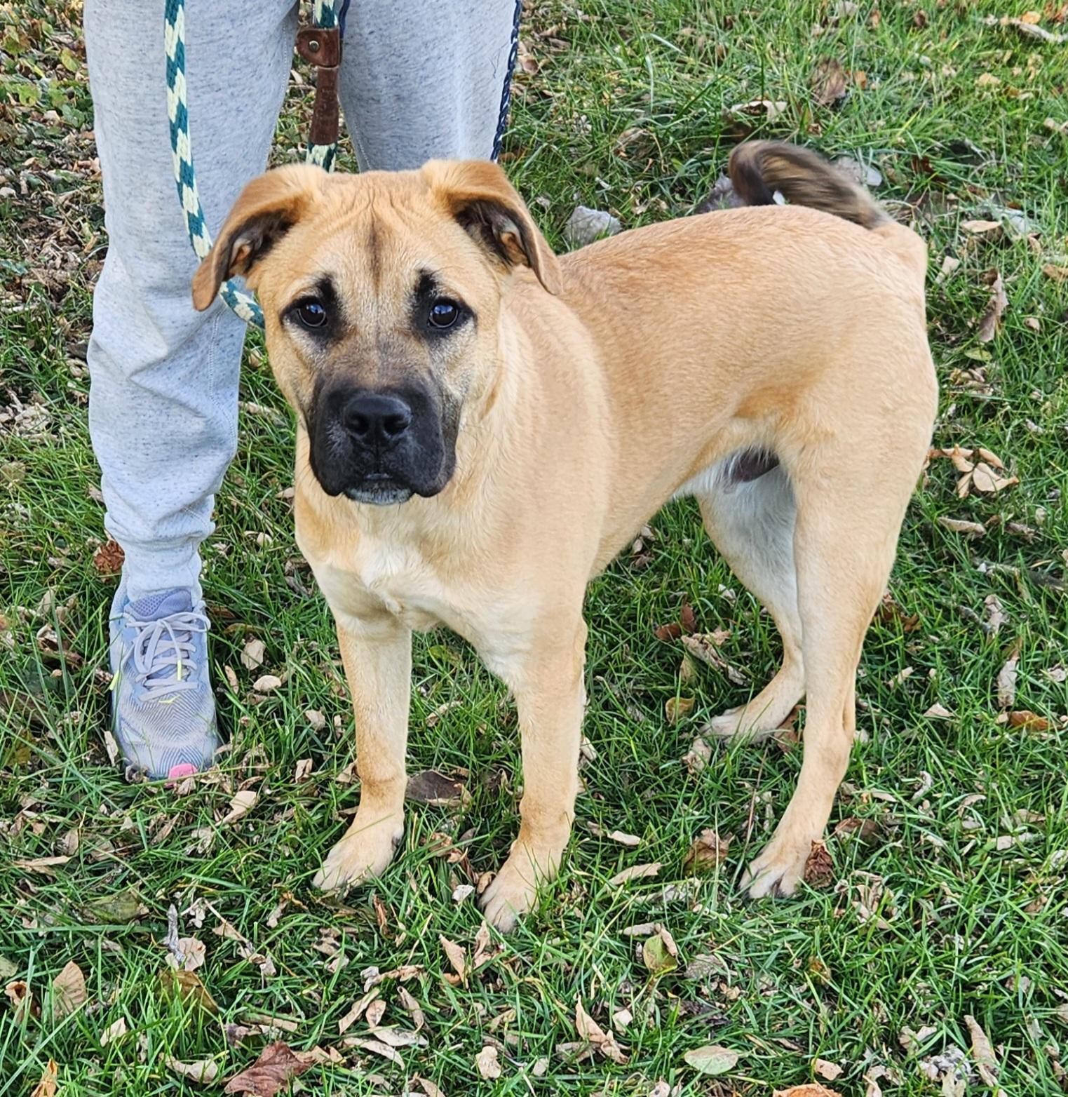 Bonanza, Adoptable, Puppy Male Boxer.