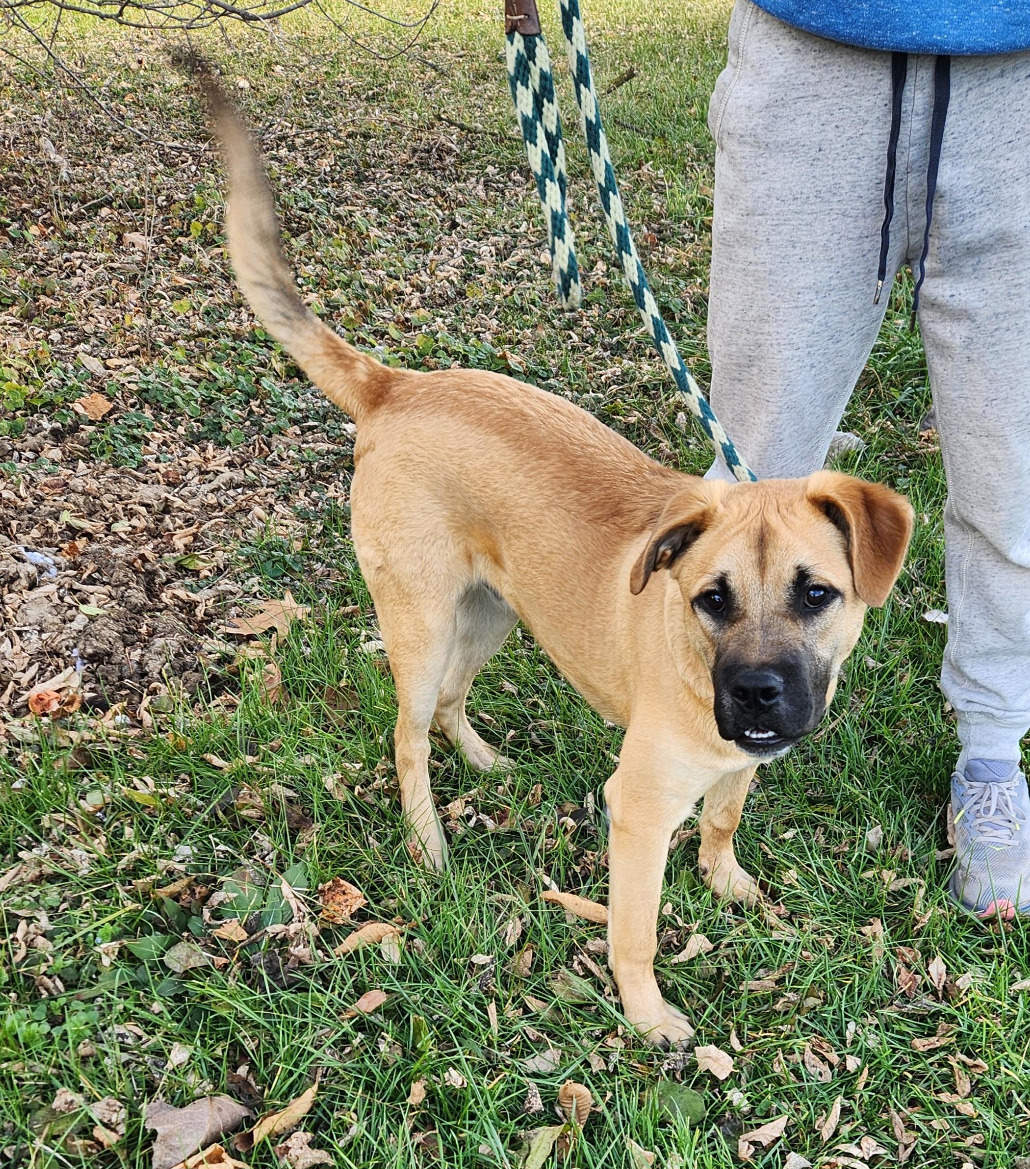 Bonanza, a Adoptable mixed breed in Liberty Center, OH image 2/6