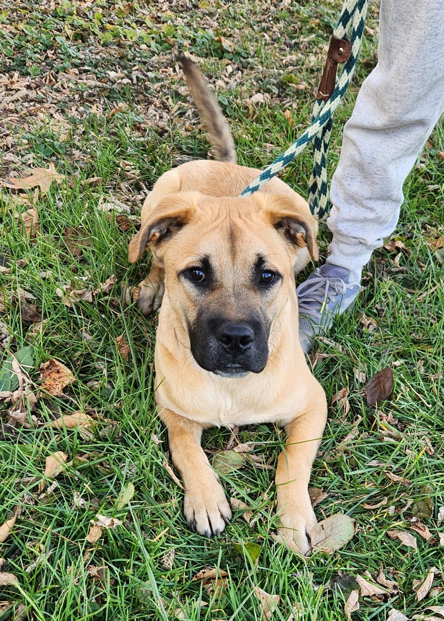 Bonanza, a Adoptable mixed breed in Liberty Center, OH image 3/6