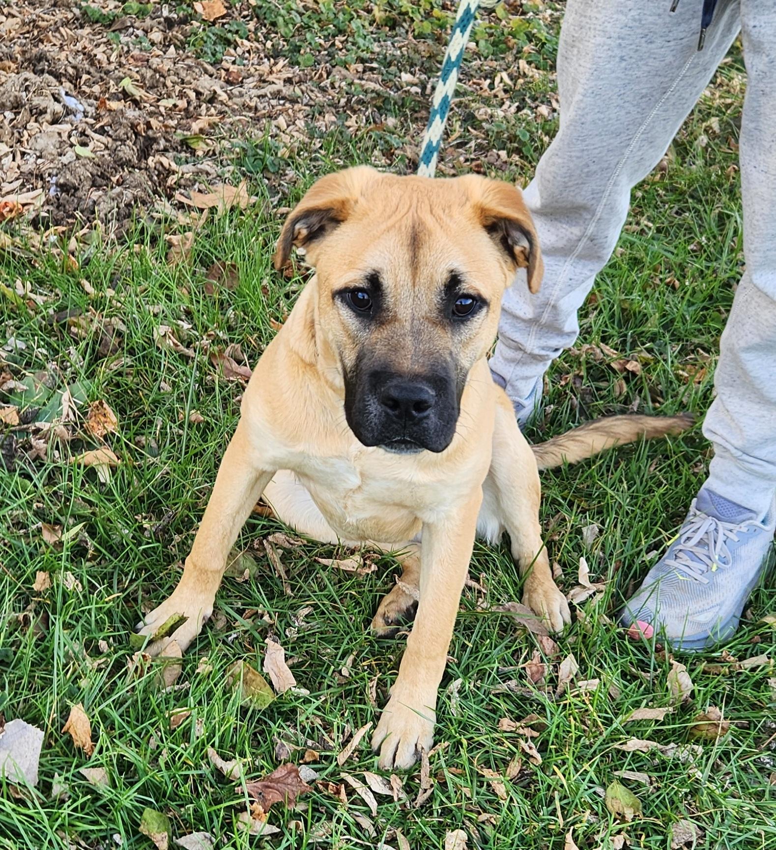 Bonanza, a Adoptable mixed breed in Liberty Center, OH image 4/6