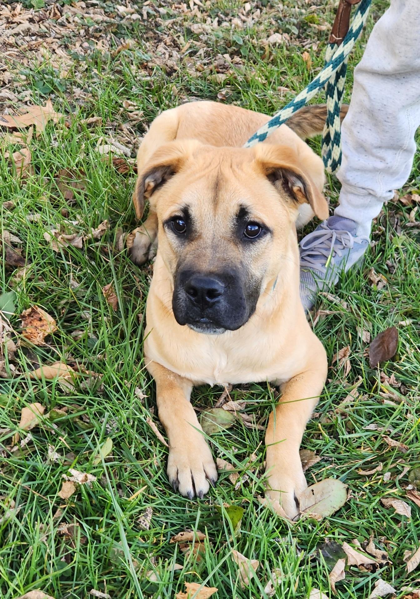 Bonanza, a Adoptable mixed breed in Liberty Center, OH image 5/6