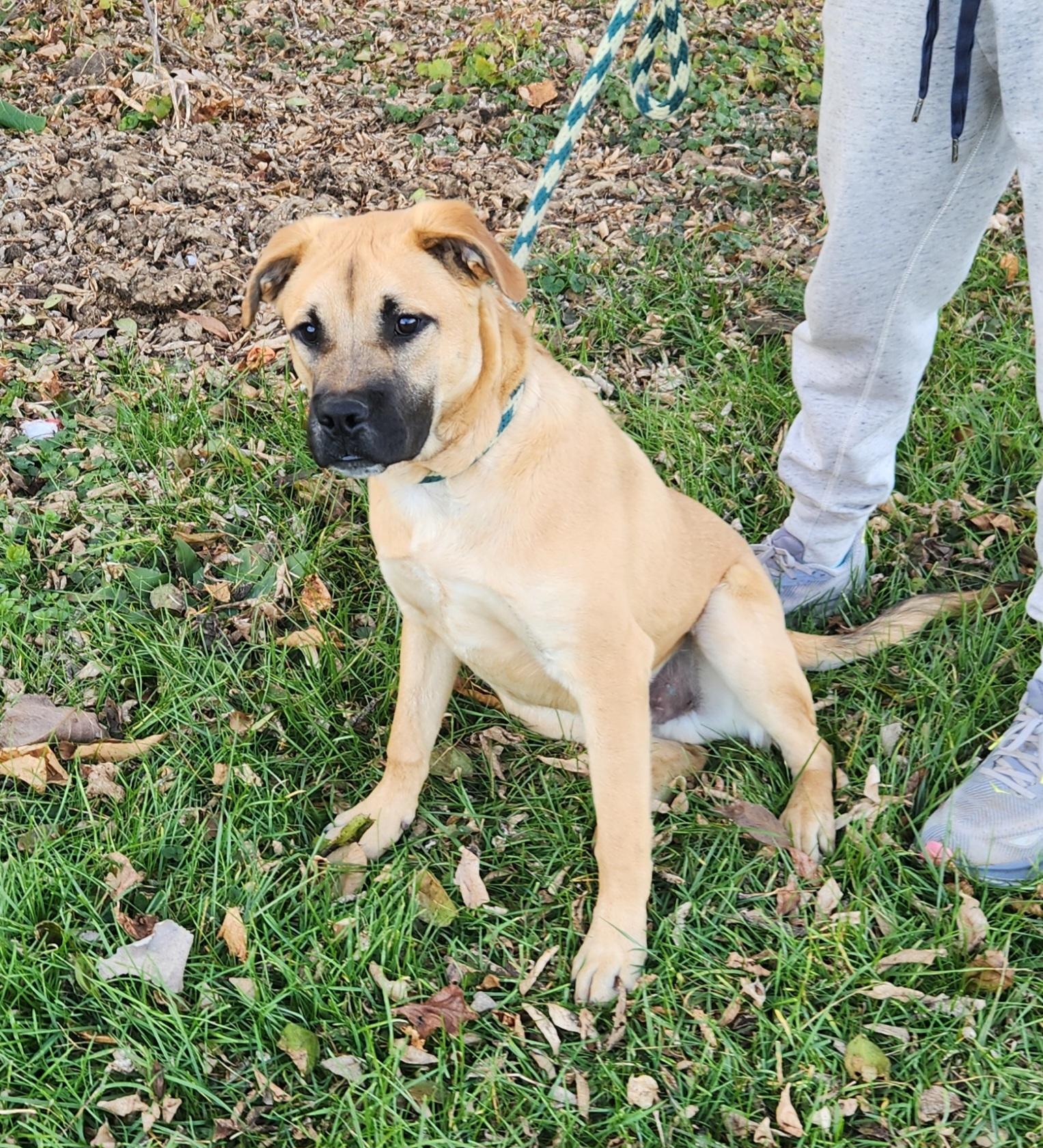 Bonanza, a Adoptable mixed breed in Liberty Center, OH image 6/6