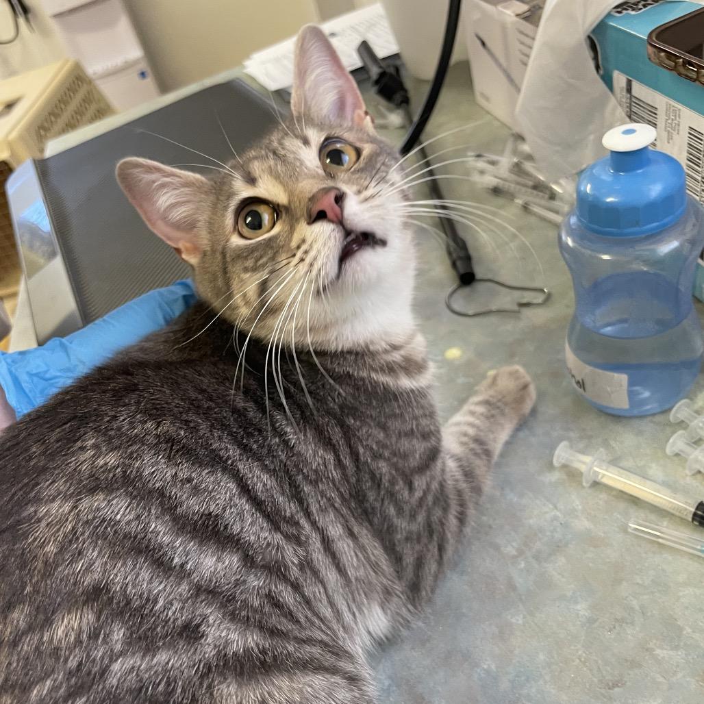 Patty, Adoptable, Adult Female Domestic Short Hair.