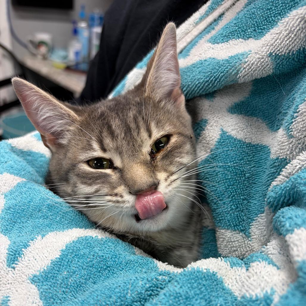 Enlarge Patty, a Adoptable Domestic Short Hair in Alexandria, VA image 2/2