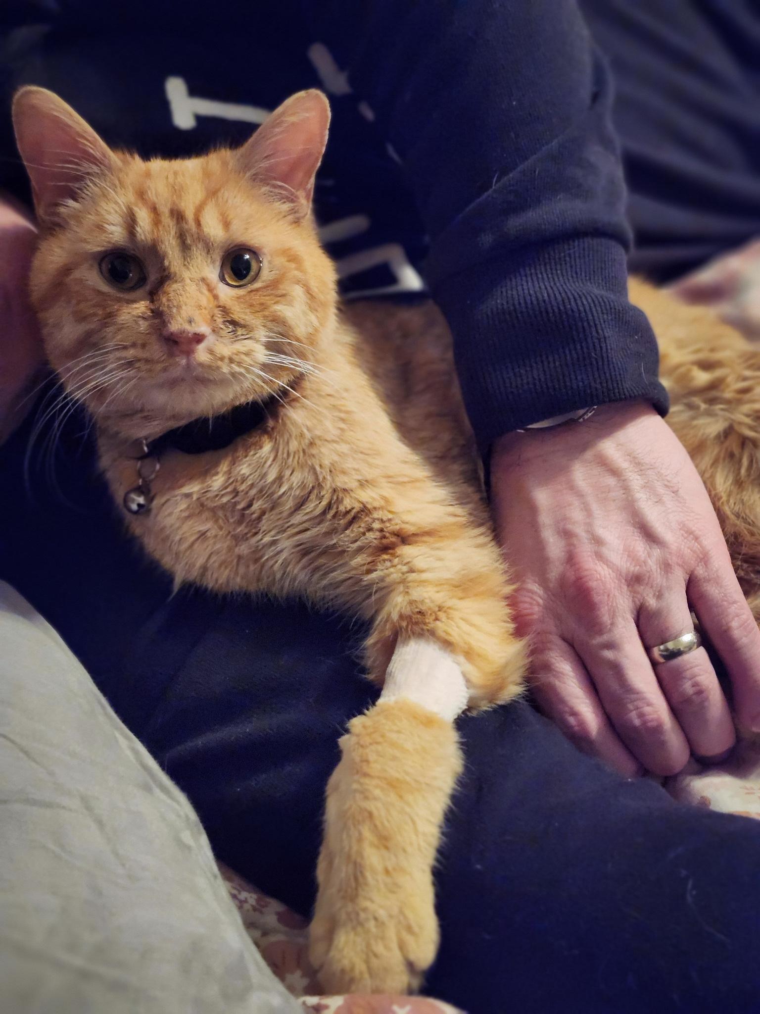 Enlarge JULIUS, a ADOPTABLE Domestic Short Hair in Philadelphia, PA image 4/5