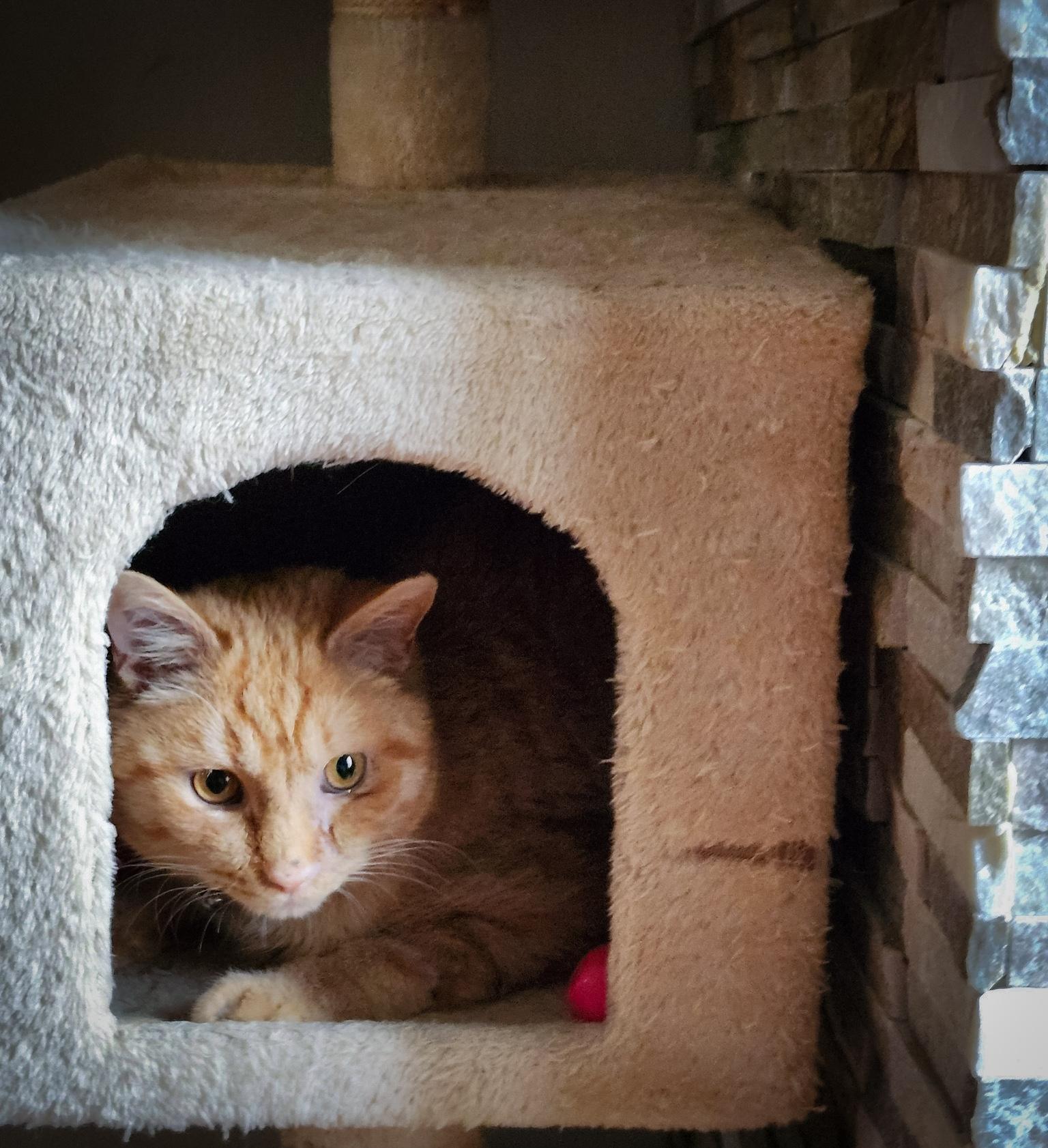 Enlarge JULIUS, a ADOPTABLE Domestic Short Hair in Philadelphia, PA image 2/5