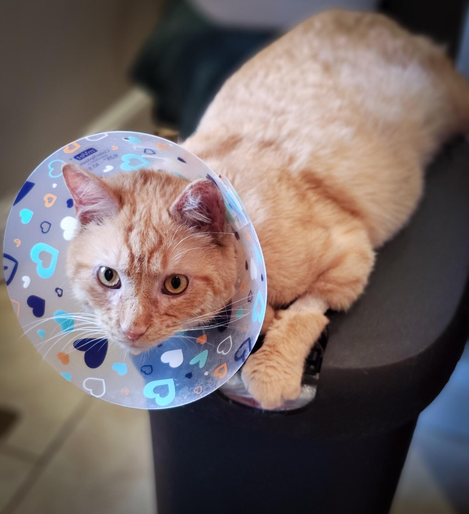 Enlarge JULIUS, a ADOPTABLE Domestic Short Hair in Philadelphia, PA image 3/5