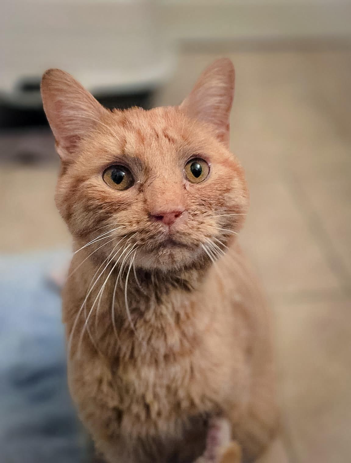 Enlarge JULIUS, a ADOPTABLE Domestic Short Hair in Philadelphia, PA image 1/5