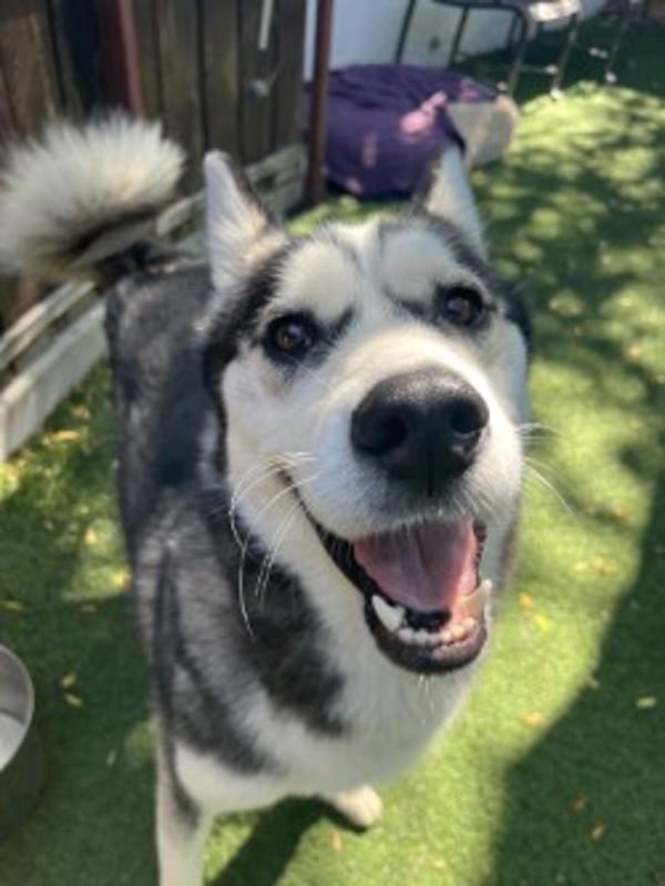 Enlarge Apollo, a Adoptable mixed breed in San Gabriel, CA image 4/6