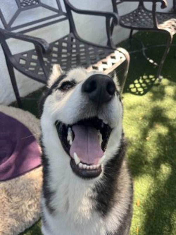 Enlarge Apollo, a Adoptable mixed breed in San Gabriel, CA image 6/6