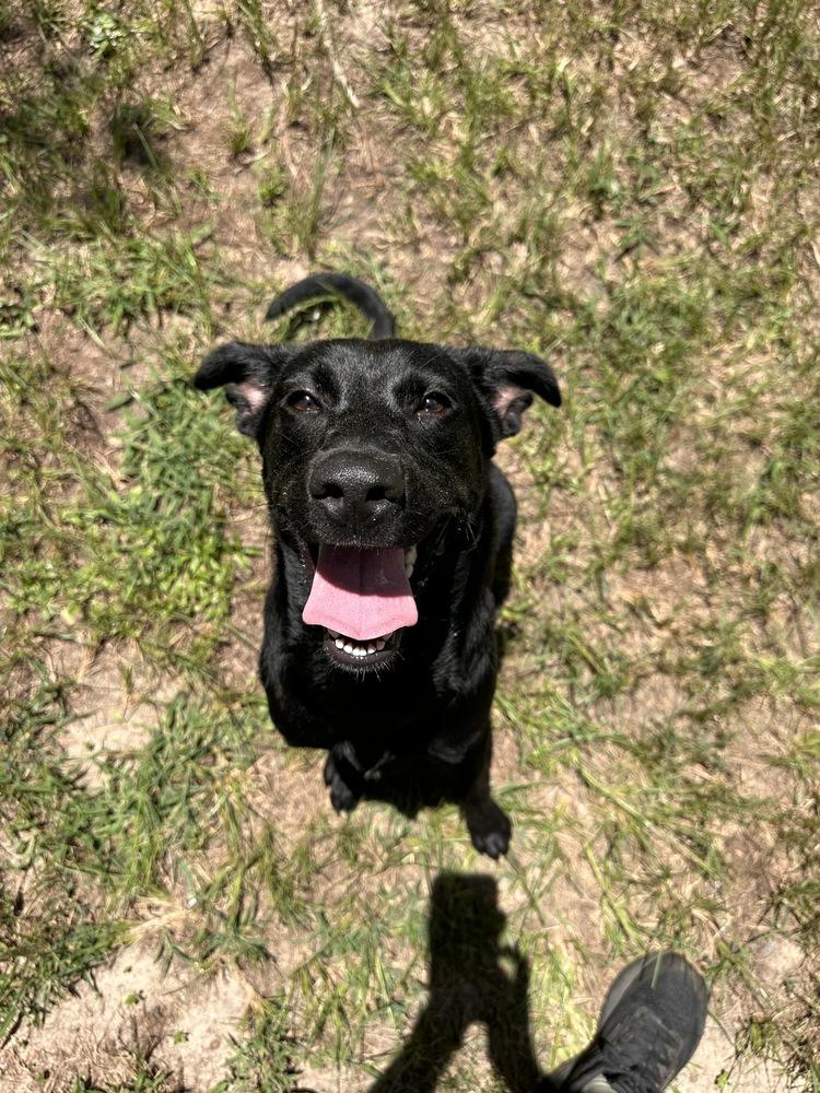 DeLucaser / Goober / Gigi, Adoptable, Adult Female Labrador Retriever.