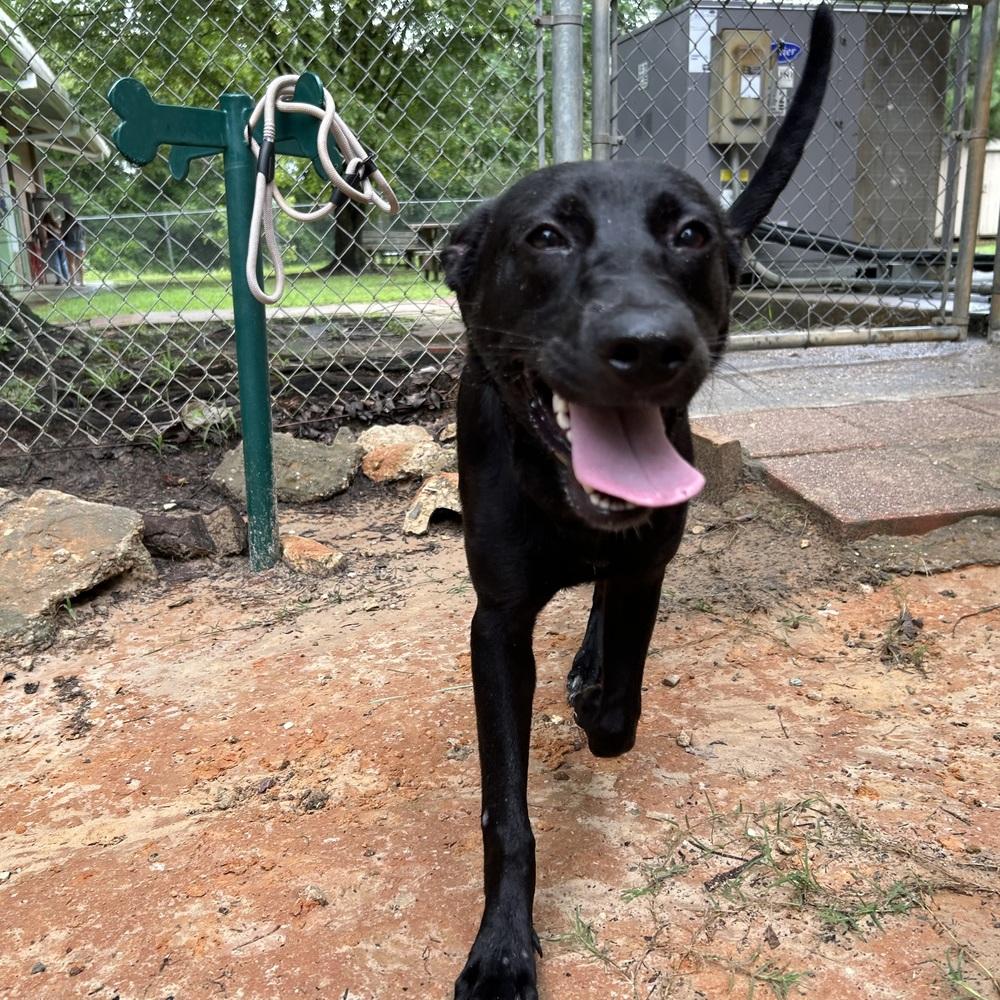 DeLucaser / Goober / Gigi, a Adoptable mixed breed in Broomfield, CO image 2/6