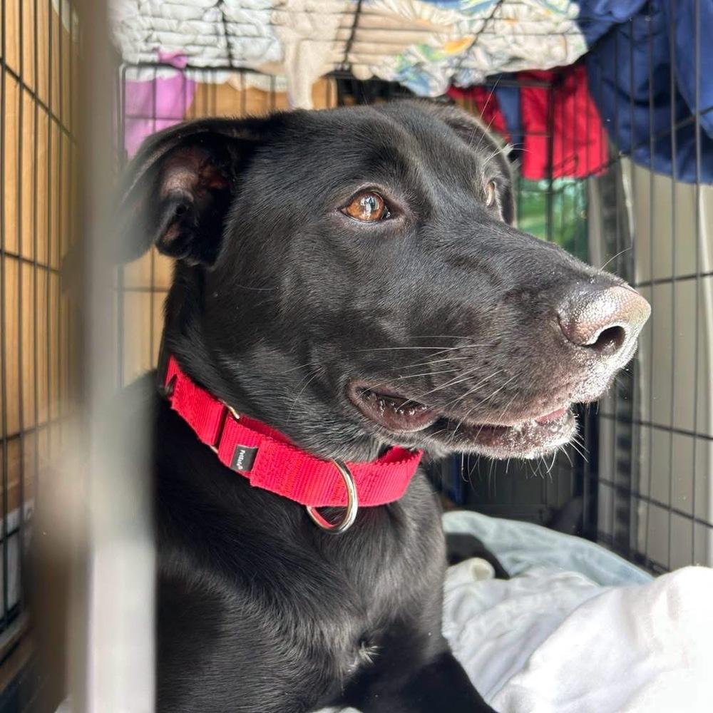DeLucaser / Goober / Gigi, a Adoptable mixed breed in Broomfield, CO image 3/6