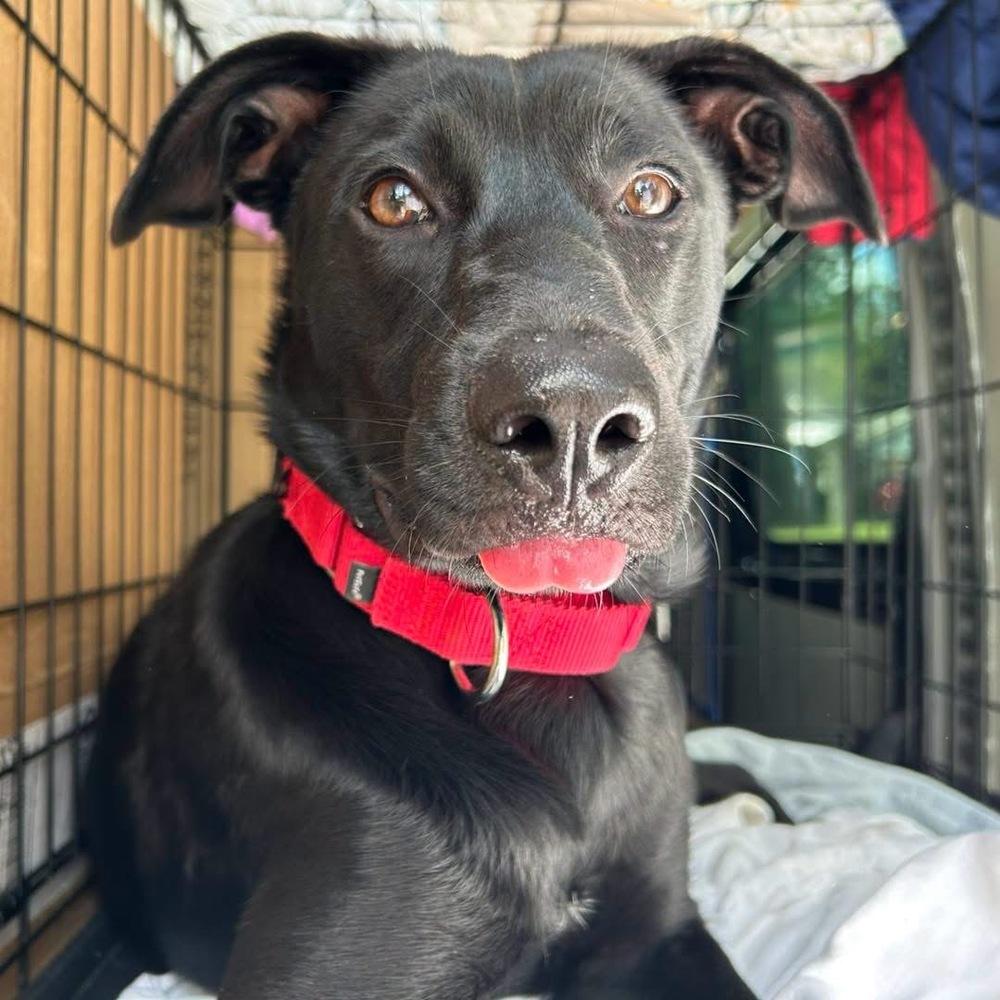 DeLucaser / Goober / Gigi, a Adoptable mixed breed in Broomfield, CO image 4/6