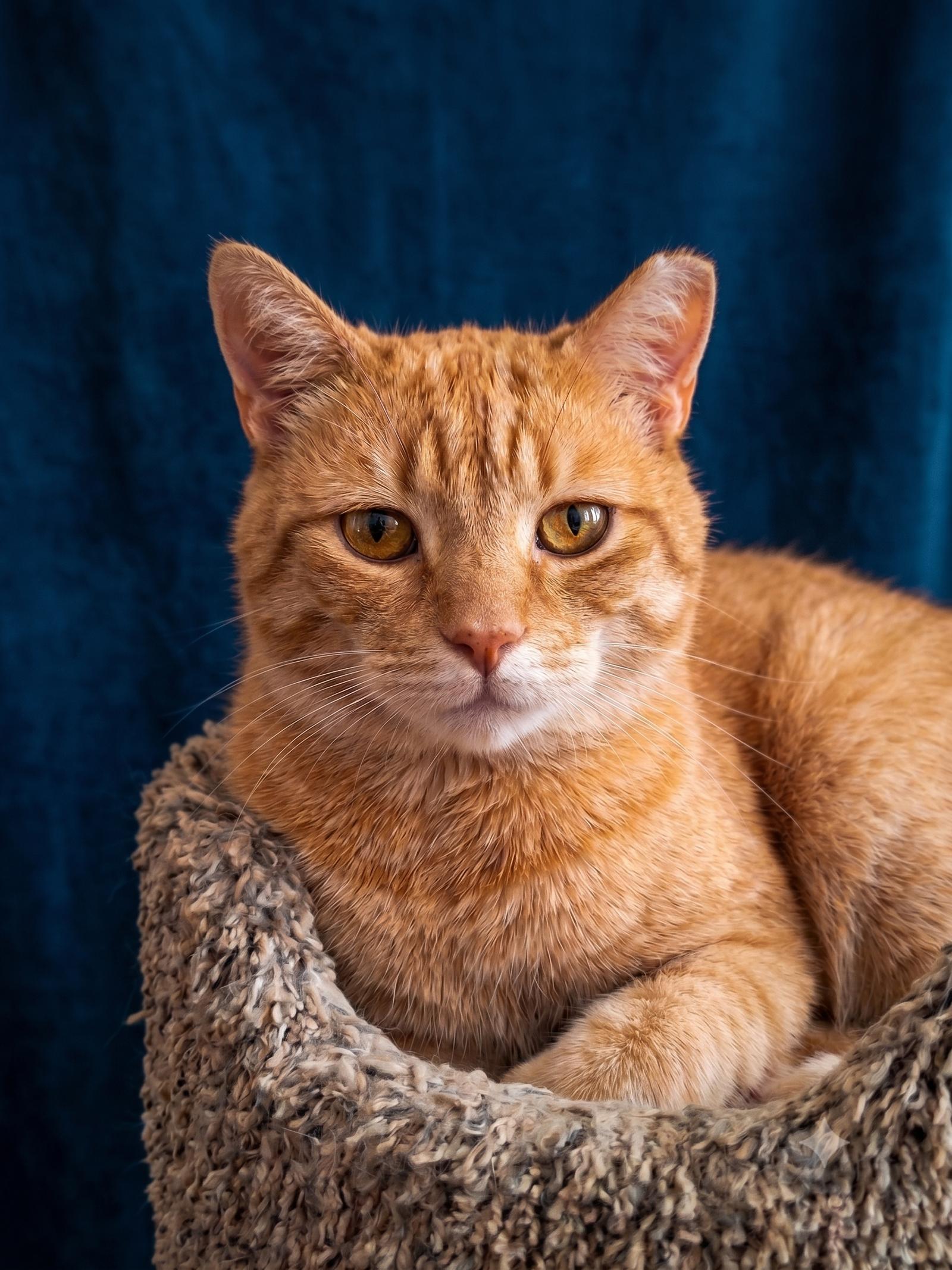 Enlarge Bruce, a Adoptable Domestic Short Hair in San Jose, CA image 1/3