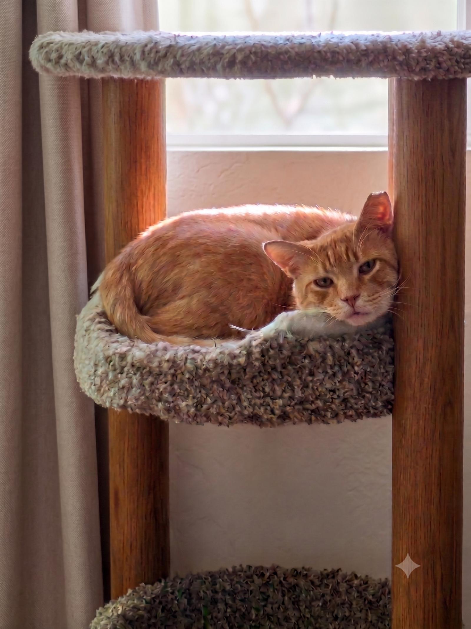 Enlarge Bruce, a Adoptable Domestic Short Hair in San Jose, CA image 2/3