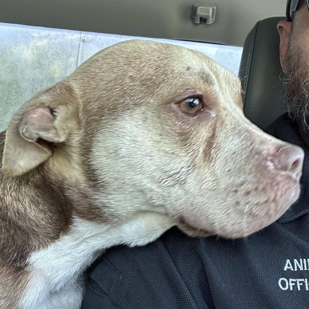 Kranium, Adoptable, Adult Male English Bulldog & Mixed Breed.