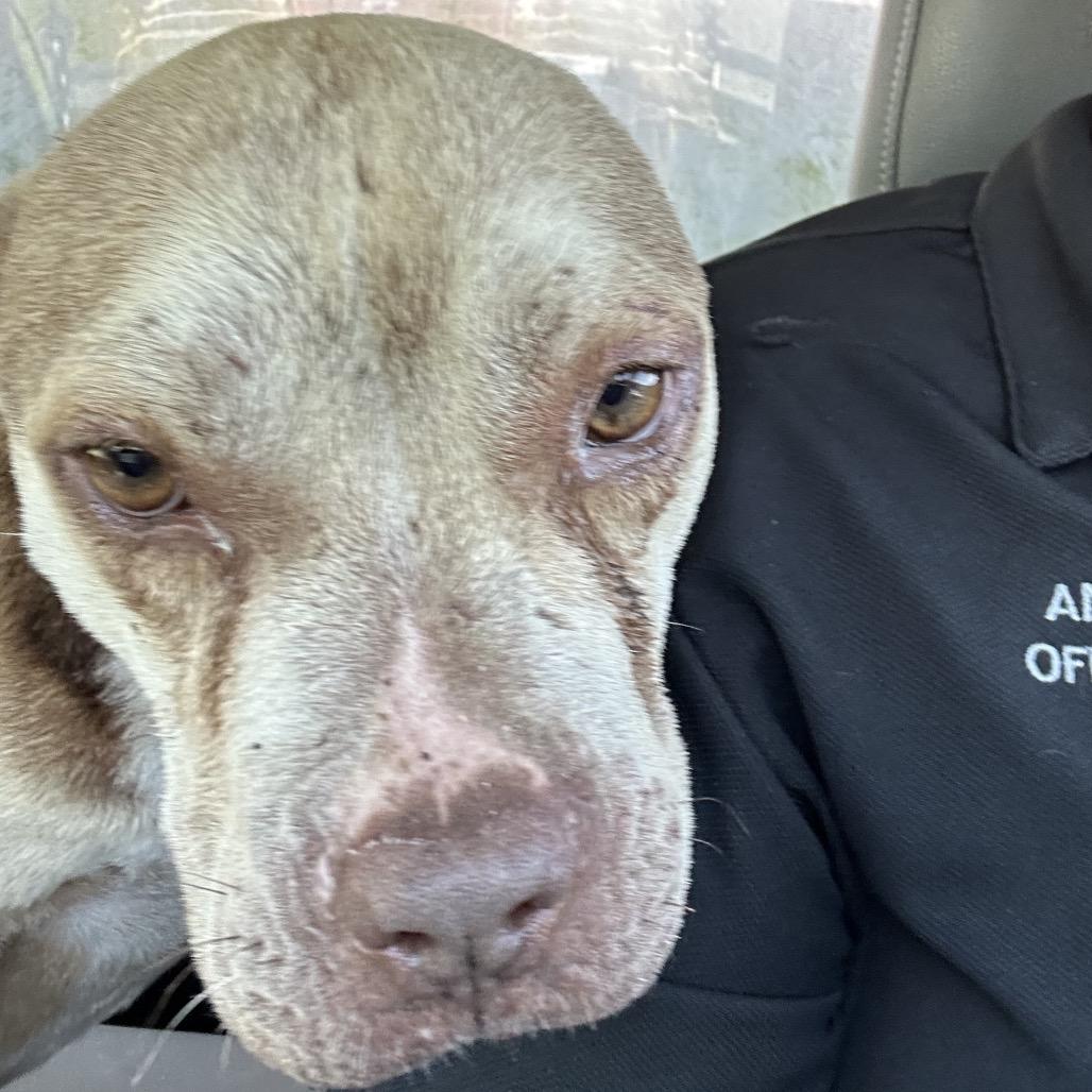 Enlarge Kranium, a Adoptable mixed breed in Hinesville, GA image 2/2