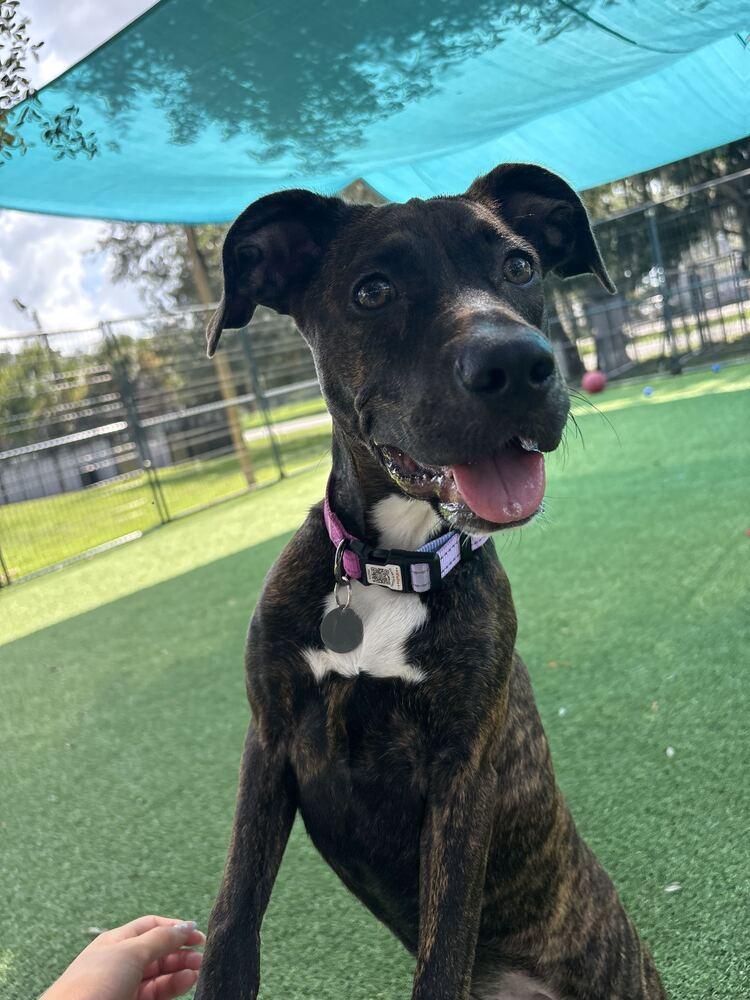 Kahlua- Oreo photo