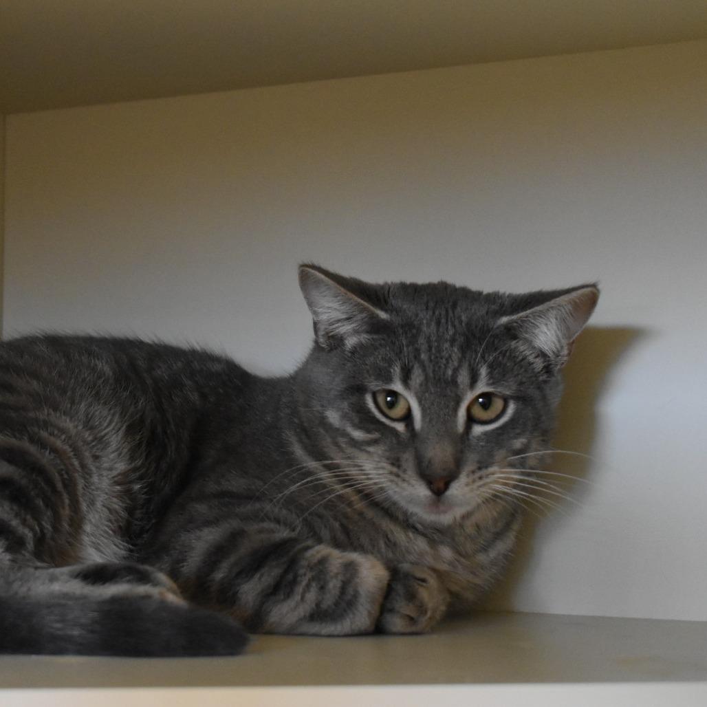 Enlarge Leo, a Adoptable Domestic Short Hair in Indiantown, FL image 2/3