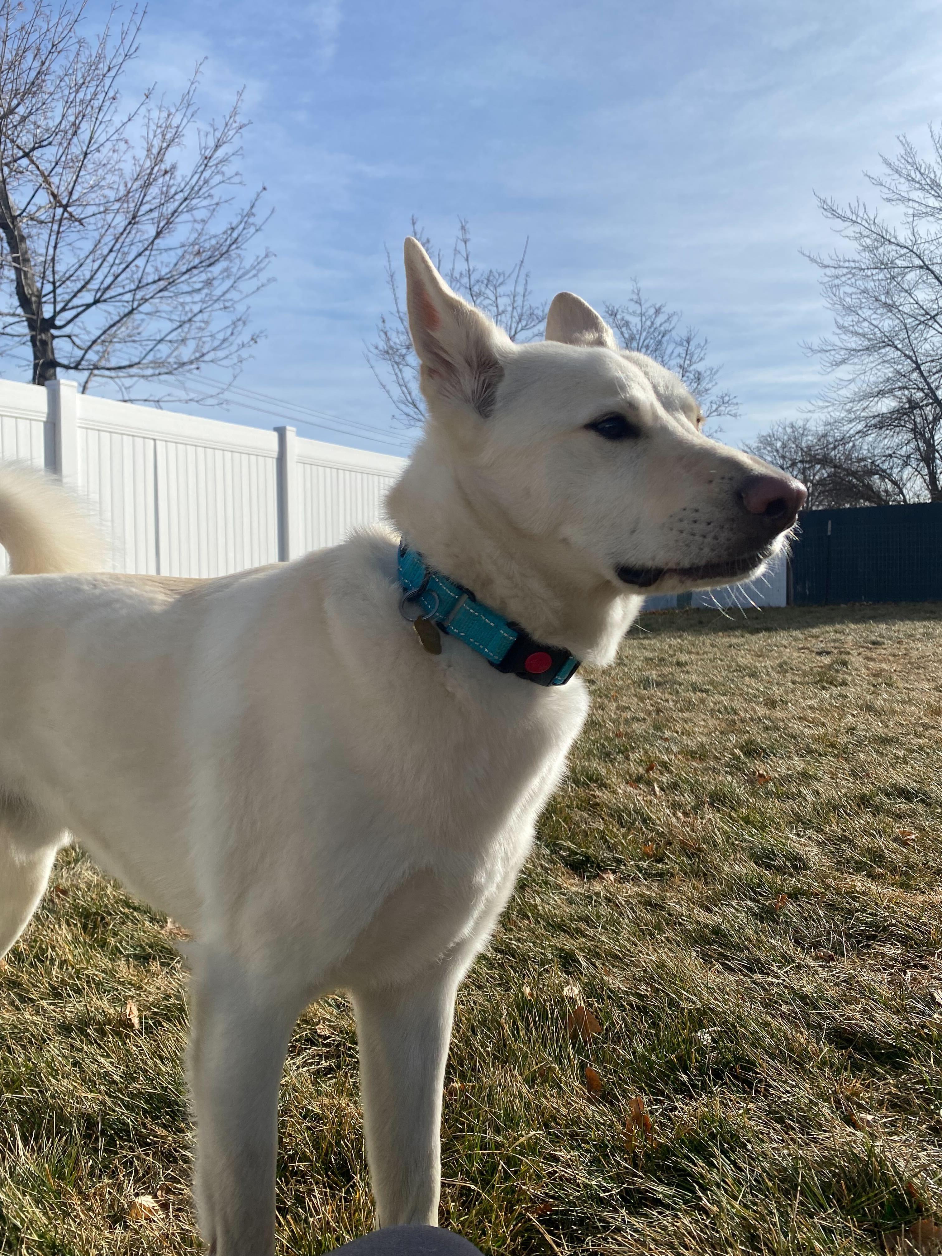 Enlarge Pixar, a Adoptable mixed breed in Cottonwood Heights, UT image 1/6
