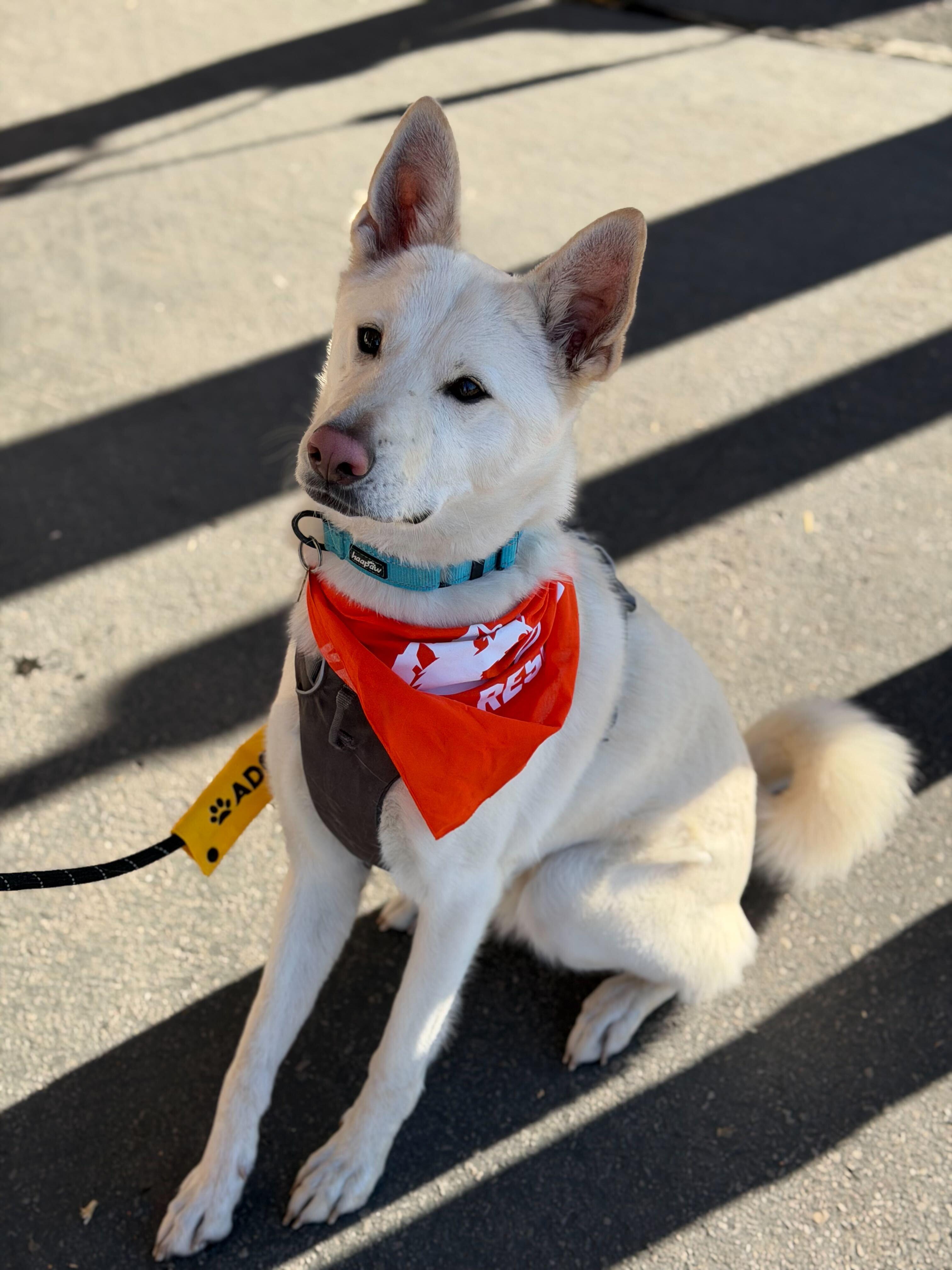 Enlarge Pixar, a Adoptable mixed breed in Cottonwood Heights, UT image 2/6