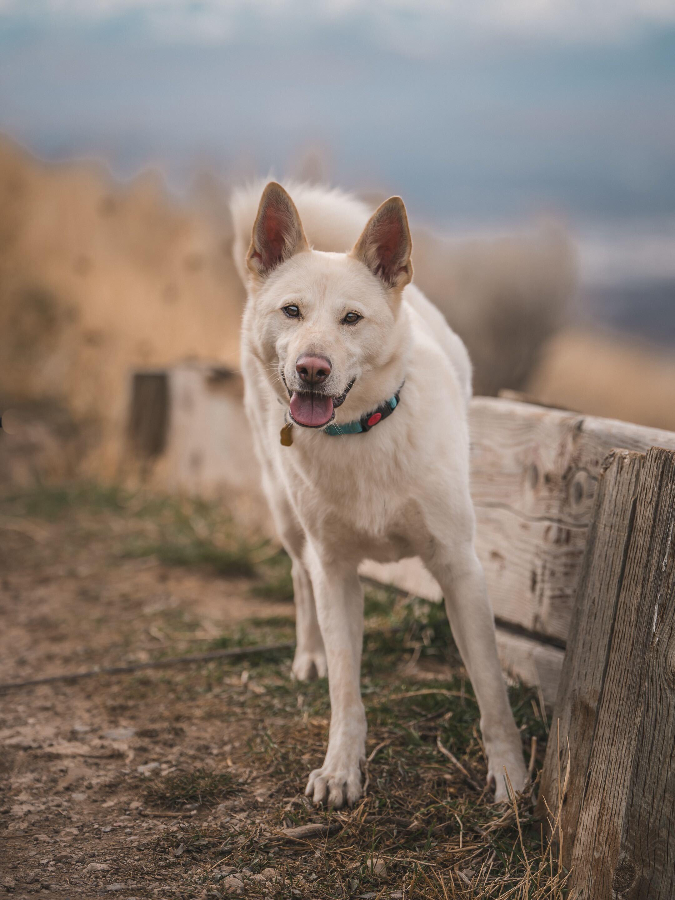 Enlarge Pixar, a Adoptable mixed breed in Cottonwood Heights, UT image 4/6