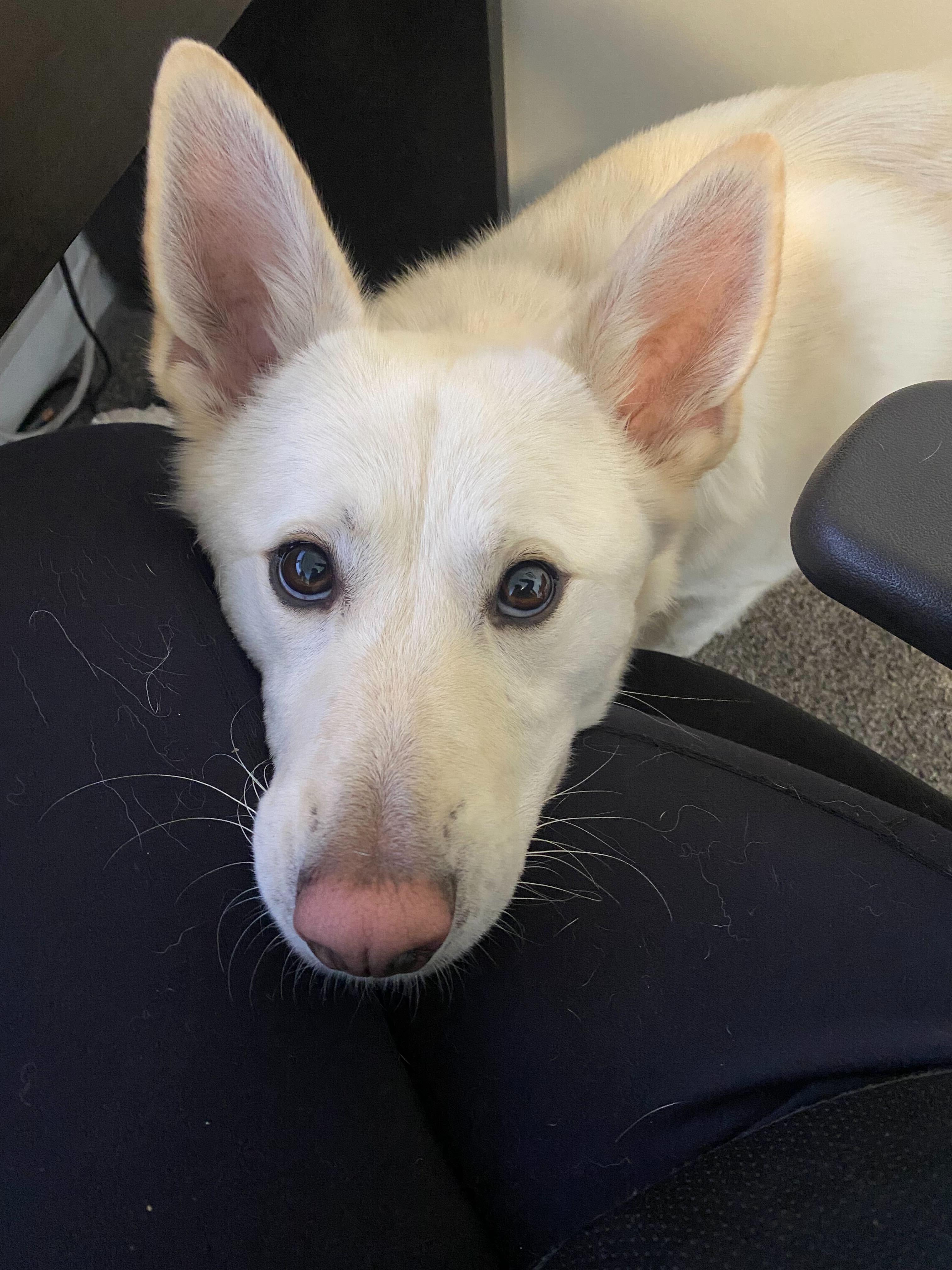 Enlarge Pixar, a Adoptable mixed breed in Cottonwood Heights, UT image 6/6