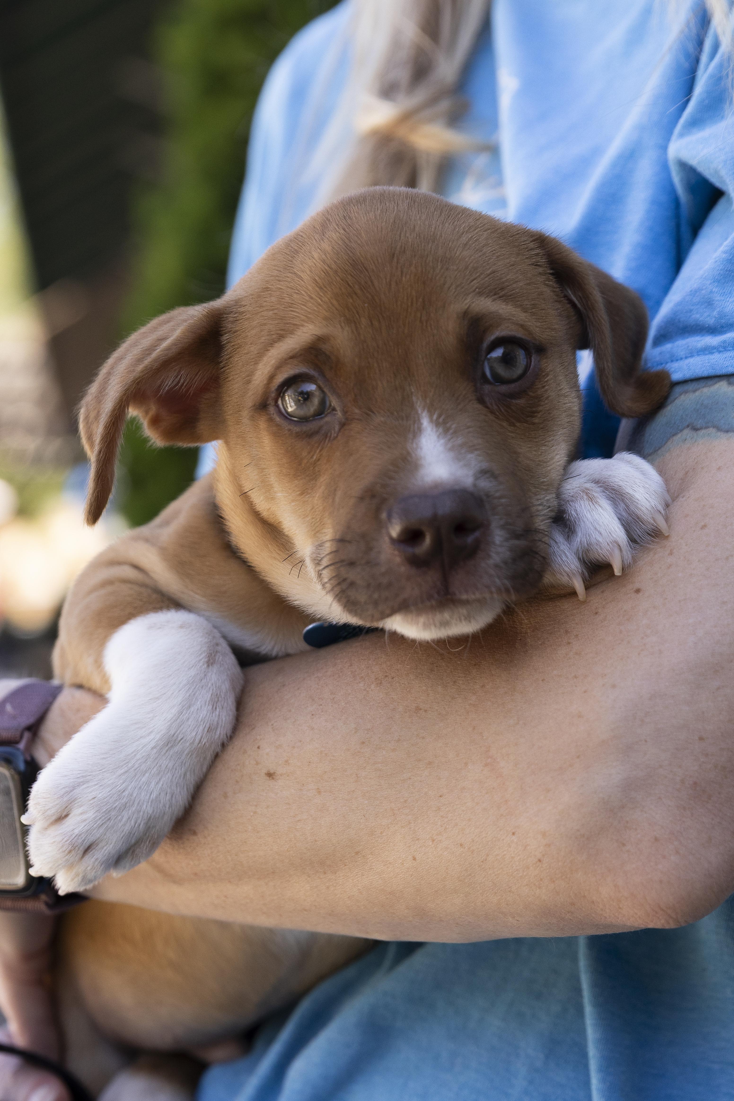 Cooper, Adoptable, Puppy Male Retriever & Terrier.