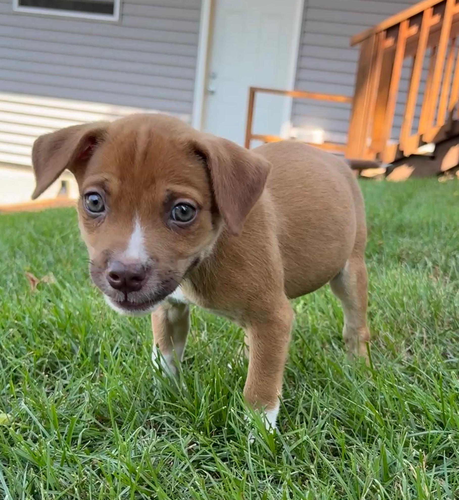 Enlarge Cooper, a Adoptable mixed breed in Minneapolis, MN image 2/6