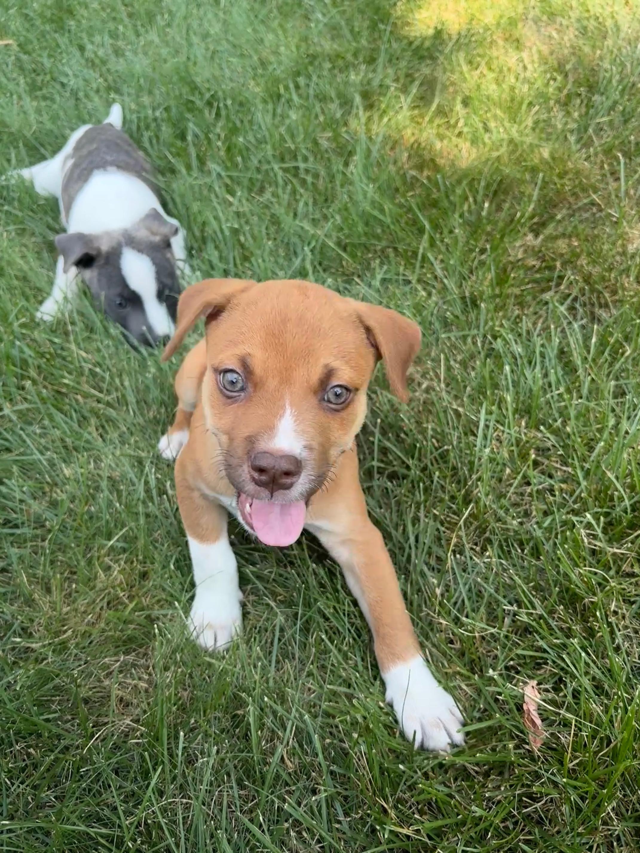 Enlarge Cooper, a Adoptable mixed breed in Minneapolis, MN image 5/6