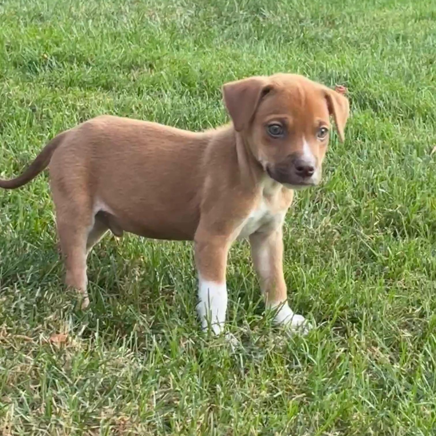 Enlarge Cooper, a Adoptable mixed breed in Minneapolis, MN image 3/6