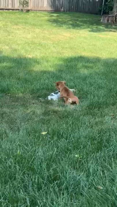 Enlarge Cooper, a Adoptable mixed breed in Minneapolis, MN video 6/6