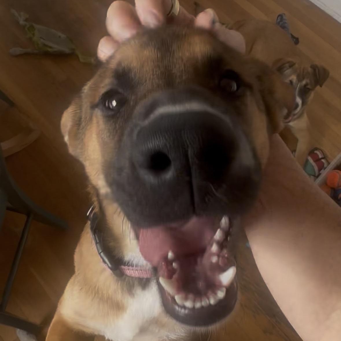 Enlarge NALA!, a Adoptable mixed breed in Seattle, WA image 1/6