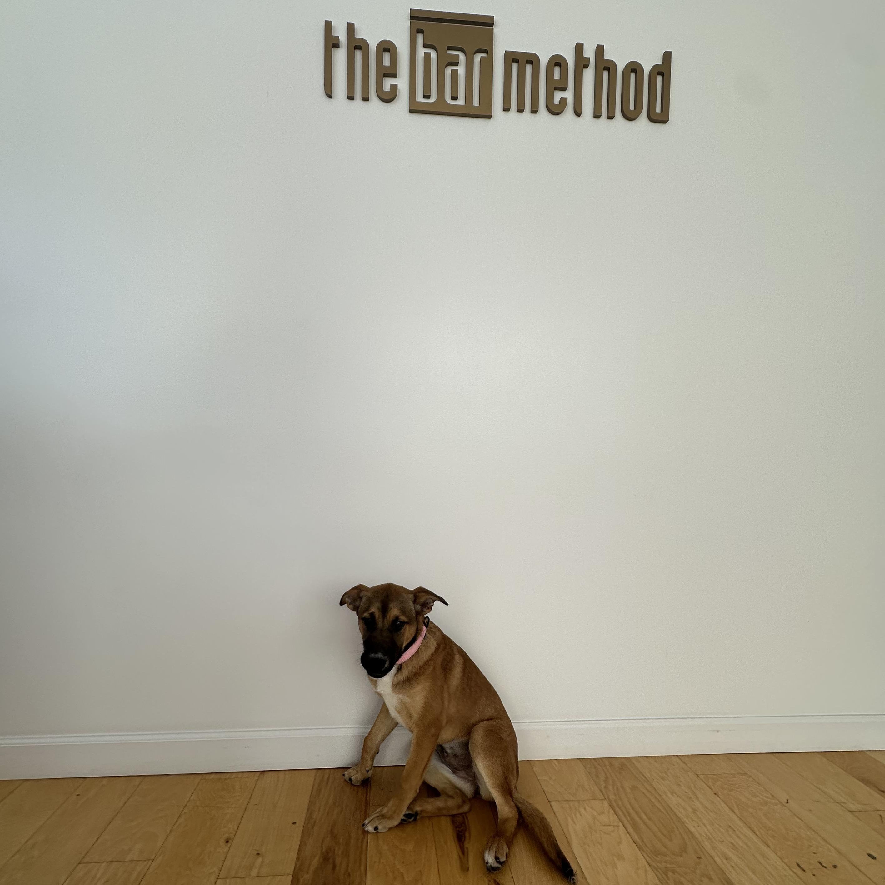 Enlarge NALA!, a Adoptable mixed breed in Seattle, WA image 2/6