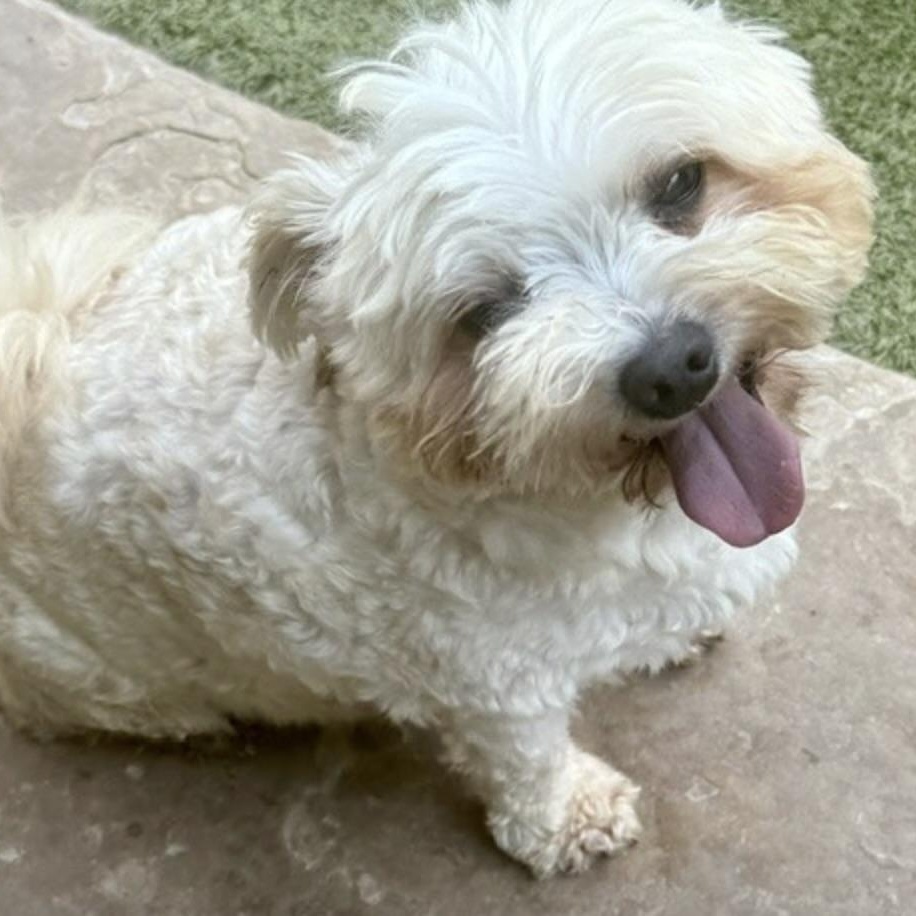 Enlarge TEDDY, a Adoptable mixed breed in danbury, CT image 5/6